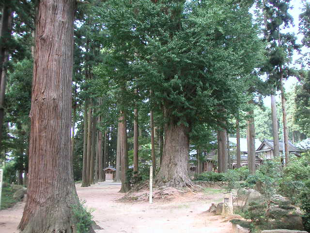 大杉･欅